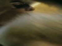 Masked Amateur Wife Sucking